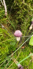 Arisarum simorrhinum