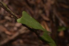 Parsonsia dorrigoensis