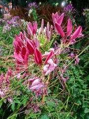 Cleome houtteana