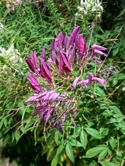 Cleome houtteana