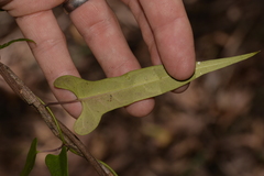 Parsonsia dorrigoensis