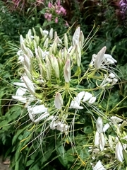 Cleome houtteana