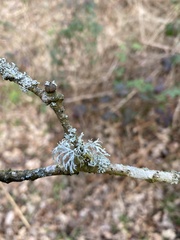 Evernia prunastri