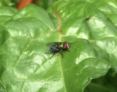 Chrysomya rufifacies