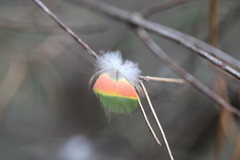 Trichoglossus moluccanus