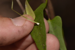 Parsonsia dorrigoensis