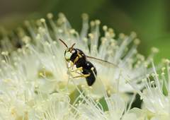 Hylaeus euxanthus
