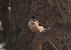 Aegithalos glaucogularis