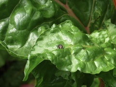 Chrysomya rufifacies