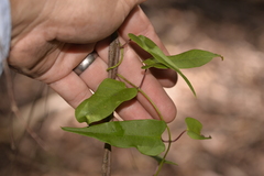 Parsonsia dorrigoensis
