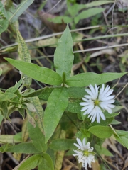 Stellaria radians
