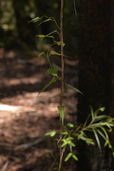 Parsonsia dorrigoensis