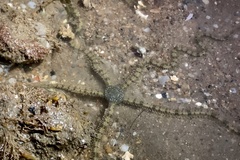 Macrophiothrix