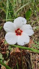 Hibiscus aculeatus