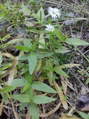 Stellaria radians