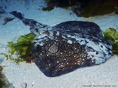 Undulate Ray photo 1
