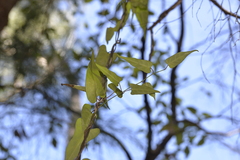 Parsonsia dorrigoensis