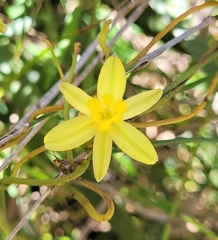 Tricoryne elatior