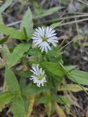Stellaria radians
