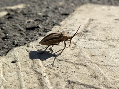 Spartocerini