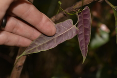 Parsonsia dorrigoensis