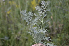 Artemisia armeniaca