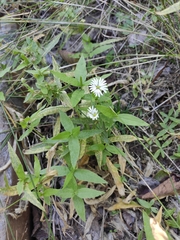 Stellaria radians