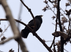 Acridotheres cristatellus