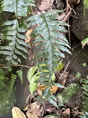 Hymenasplenium