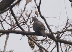Streptopelia chinensis