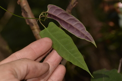 Parsonsia dorrigoensis