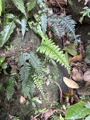 Hymenasplenium