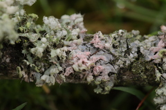 Laetisaria lichenicola