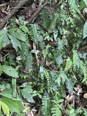 Hymenasplenium