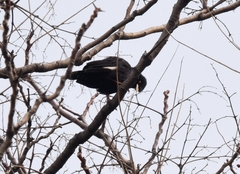 Acridotheres cristatellus