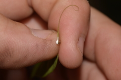 Parsonsia dorrigoensis