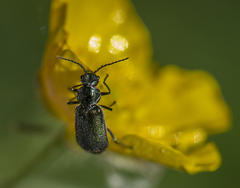 Malachius bipustulatus