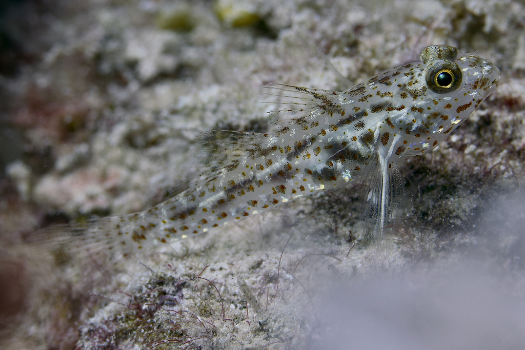 Red Sea Shoulderspot Sandgoby