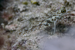Red Sea Shoulderspot Sandgoby photo 1