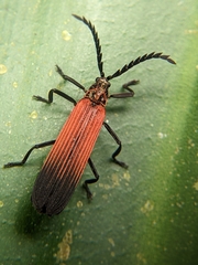 Lycinae