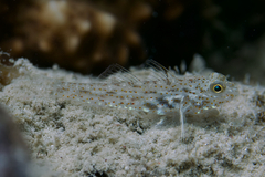Red Sea Shoulderspot Sandgoby photo 2