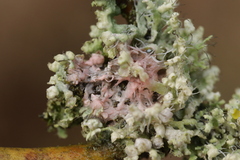 Laetisaria lichenicola