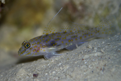 Fusigobius longispinus