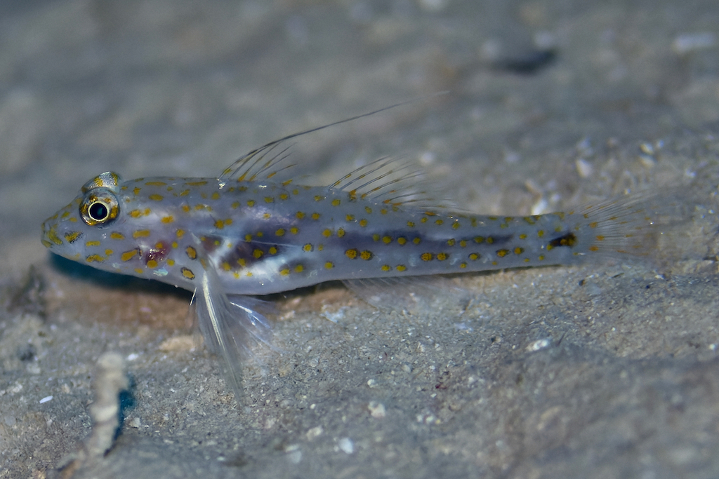 Orange-Spotted Sand-Goby