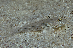 Fusigobius neophytus