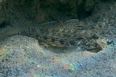 Gnatholepis anjerensis