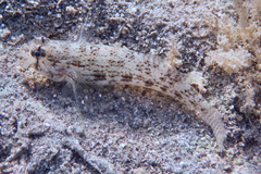 Gnatholepis anjerensis