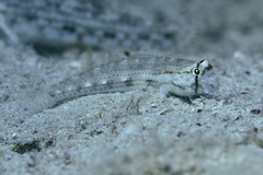 Gnatholepis caudimaculata