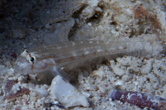 Gnatholepis caudimaculata