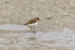 Charadrius bicinctus
